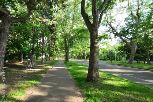 北海道大学のメイン道路 北海道札幌市