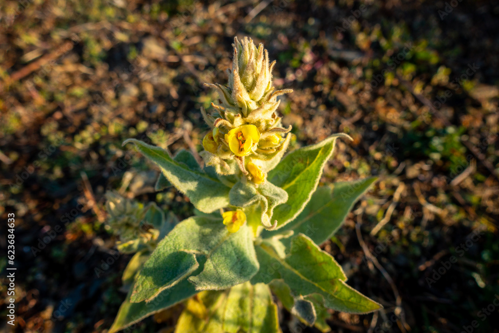 Verbascum thapsus, the great mullein plant in the Himalayan region of Uttarakhand, India. Verbascum thapsus, the great mullein plant in the Himalayan region of Uttarakhand, India.