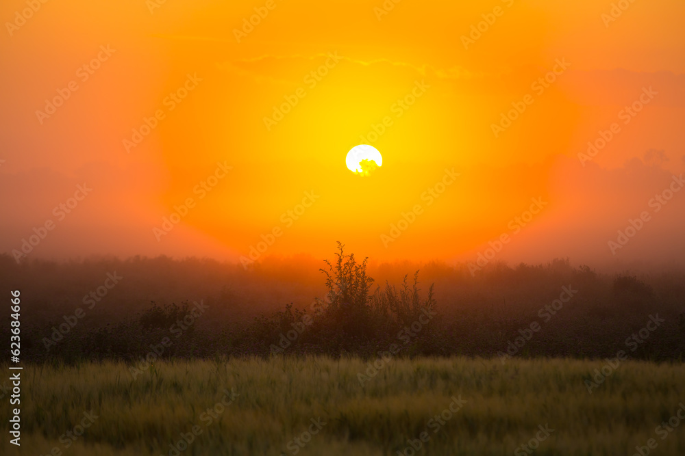 Mystical Dawn: Serene Foggy Sunrise Embracing Summer Fields in Northern Europe