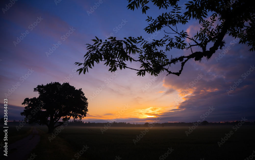 Summer's Golden Elixir: Majestic Sunrise Peeking Through Tree Branches in Northern Europe Summer's Golden Elixir: Majestic Sunrise Peeking Through Tree Branches in Northern Europe