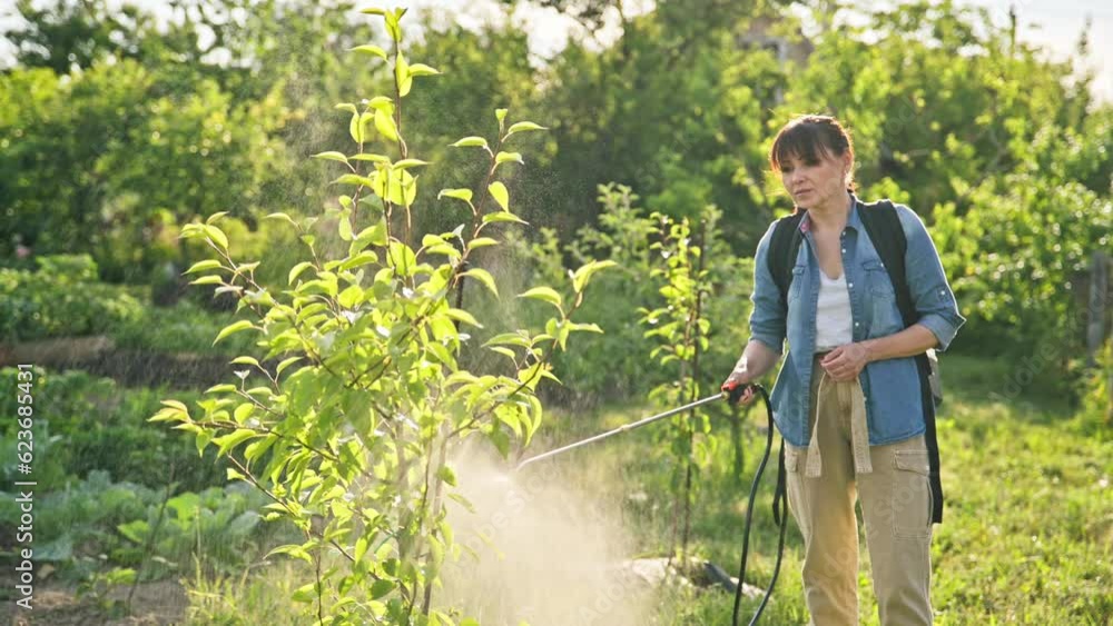 Woman gardener with spray backpack sprays pear tree in garden Woman gardener with spray backpack sprays pear tree in garden