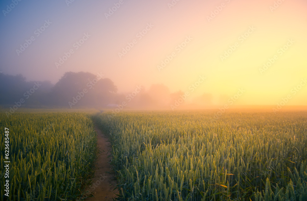 Golden Horizons: Majestic Summer Sunrise over Countryside Wheat Field in Northern Europe Golden Horizons: Majestic Summer Sunrise over Countryside Wheat Field in Northern Europe