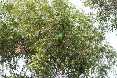 Musk Lorikeet in Victoria Australia photo