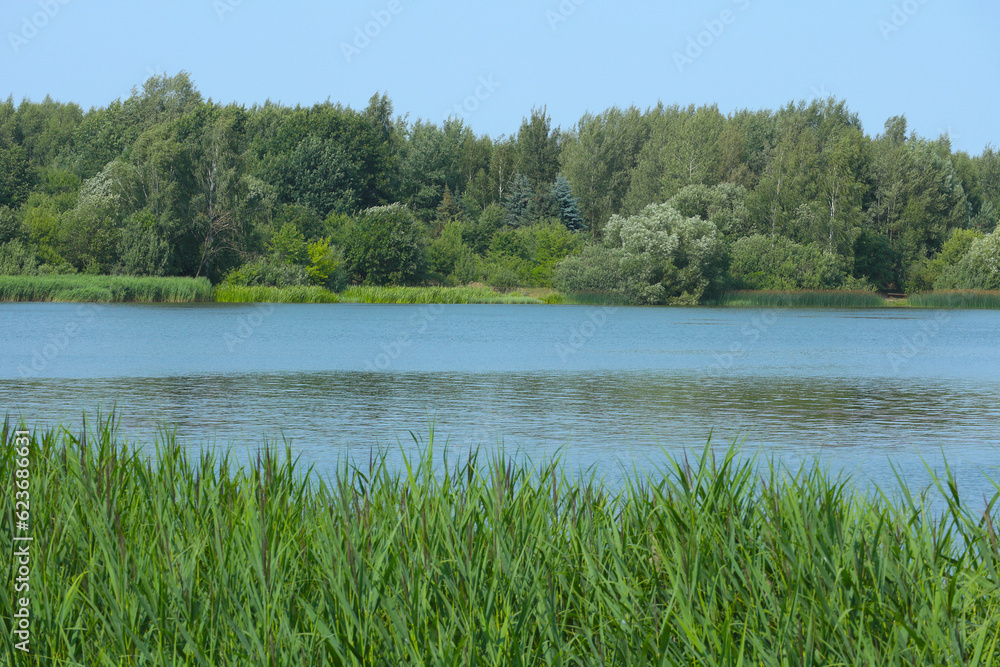 Belarusian landscape. A lake with reeds in the foreground and a forest on the horizon.