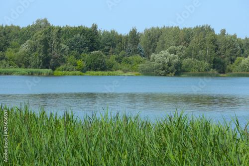 Belarusian landscape. A lake with reeds in the foreground and a forest on the horizon.