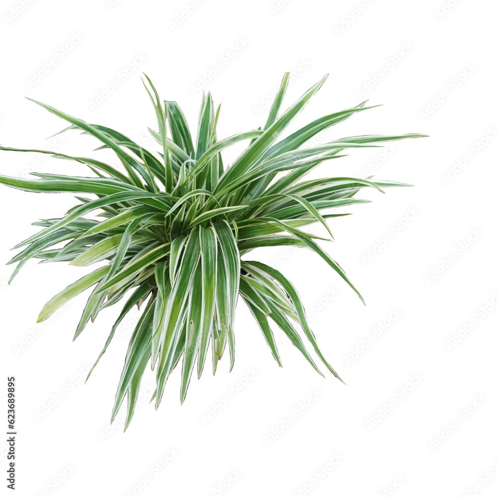 Fototapeta premium tree isolated on white