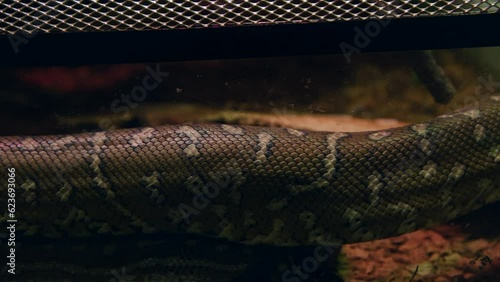 Close-up view of skin of Bredl's python (Morelia bredli, also known as Centralian carpet python) crawling on ground. Soft focus. Real time video. Exotic pets theme. photo