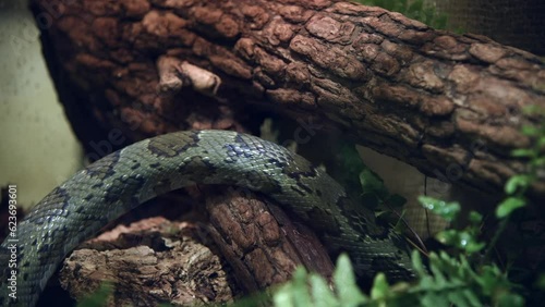 Close-up view of flower snake (Elaphe moellendorffi, also known as Moellendorf's rat snake) crawling on tree trunk. Soft focus. Real time video. Exotic pets theme.