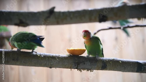 Pair of cute various lovebirds (Agapornis roseicollis sits on wooden branch in aviary and eats orange fruit. Beautiful parrots. Soft focus. Real time video. Exotic pets theme. photo