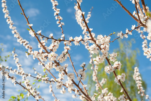 blooming garden. Branches of cherry blossoms in the spring garden. Background, the concept of spring and freshness © oksanamedvedeva