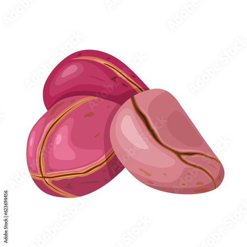 Vector illustration, kola nut or Cola Acuminata, a seed produced by the Kola tree plant, isolated on white background.