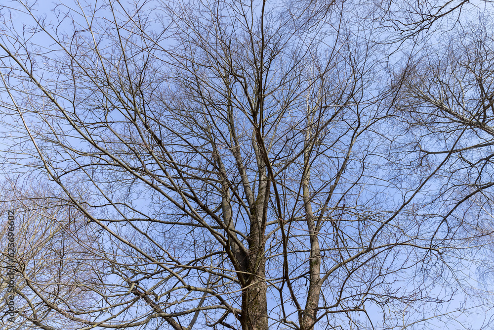 Bare trees in sunny spring weather, bare deciduous trees Bare trees in sunny spring weather, bare deciduous trees