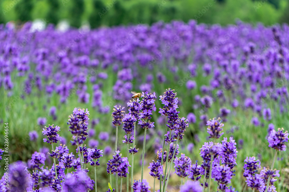 Bees staying in lavender