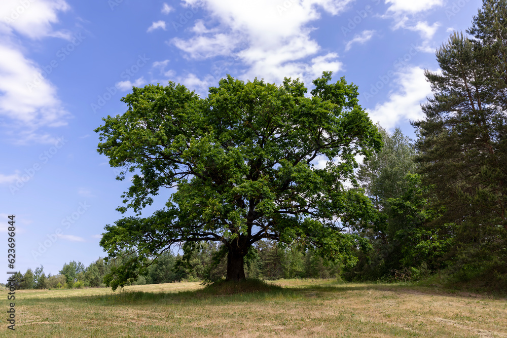 Fototapeta premium old tall oak with green foliage during drought