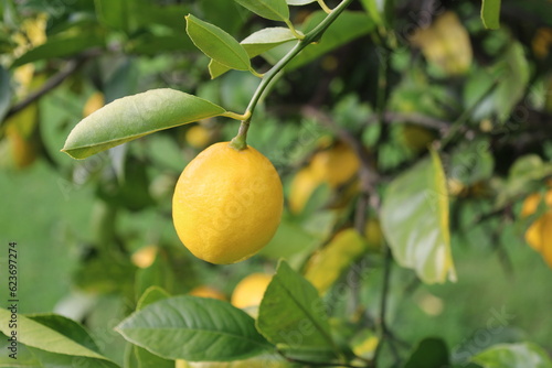 Fresh Yellow Lemon tree