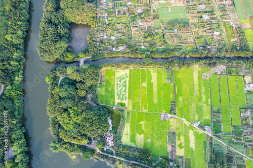 Farmland crops on the edge of Haizhu Lake in Guangzhou