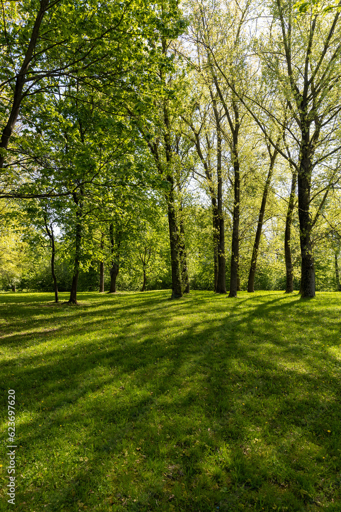 deciduous trees and green grass in the spring season in sunny weather