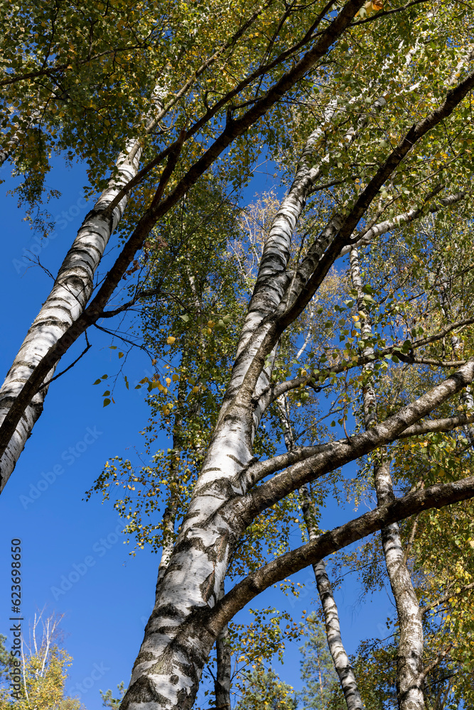 Birch grove with tall birch trees in autumn Birch grove with tall birch trees in autumn