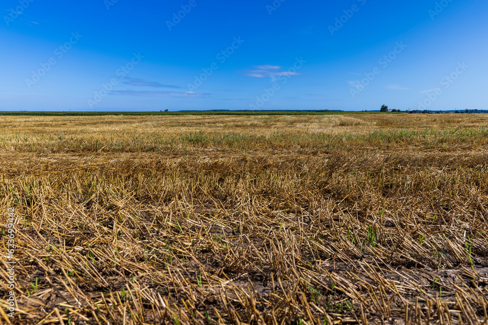 Fototapeta premium A field with cereals in the summer
