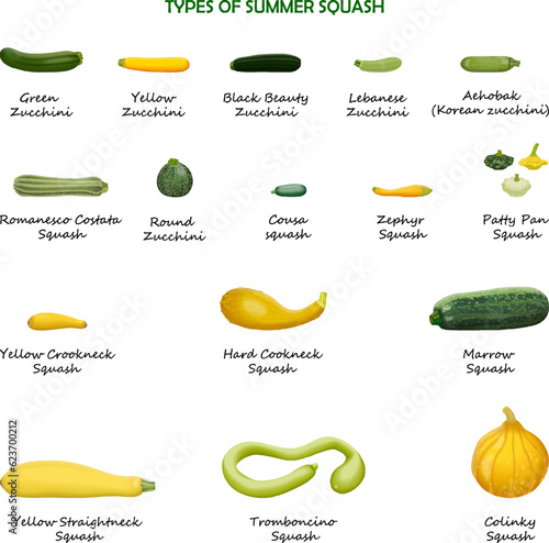Types of summer squash. Cucurbita. Cucurbitaceae. Fruits and vegetables. Isolated vector illustration.