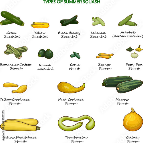 Types of summer squash. Cucurbita. Cucurbitaceae. Fruits and vegetables. Isolated vector illustration. Cartoon style.