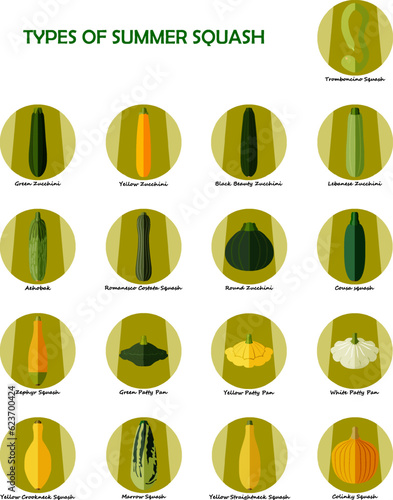 Set of icons with different types of summer squash. Cucurbita. Cucurbitaceae. Fruits and vegetables. Isolated vector illustration. Flat style.