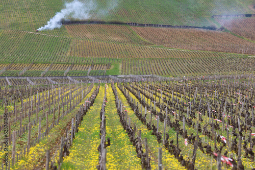 vignoble entre le Clos 
Vougeot et Vosne-Romanée en Bourgogne au printemps