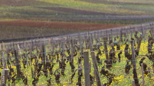 Foto vignoble entre le Clos 
Vougeot et Vosne-Romanée en Bourgogne au printemps