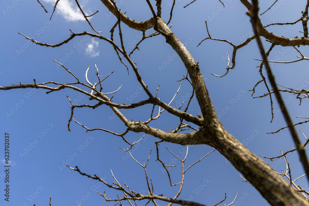catalpa bignoniform tree in sunny weather in early spring catalpa bignoniform tree in sunny weather in early spring