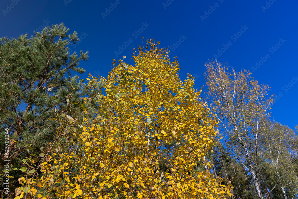 Birch grove with tall birch trees in autumn