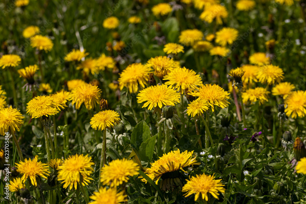yellow blooming dandelions in the spring season yellow blooming dandelions in the spring season
