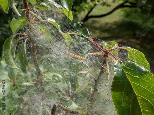 Larvae of Bird-cherry ermine (Yponomeuta evonymella) pupate in tightly packed communal, white web on a tree trunk and branches among green leaves