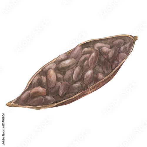 Watercolor illustration of cut dried cocoa fruit filled with cocoa seeds. Isolated hand drawn illustration. Suitable for packaging design, menu