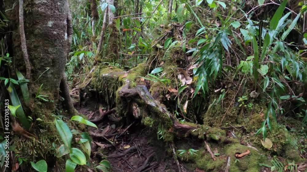 POV hiking through jungle at foothills of Mount Roraima, Canaima National Park, Venezuela, South America POV hiking through jungle at foothills of Mount Roraima, Canaima National Park, Venezuela, South America