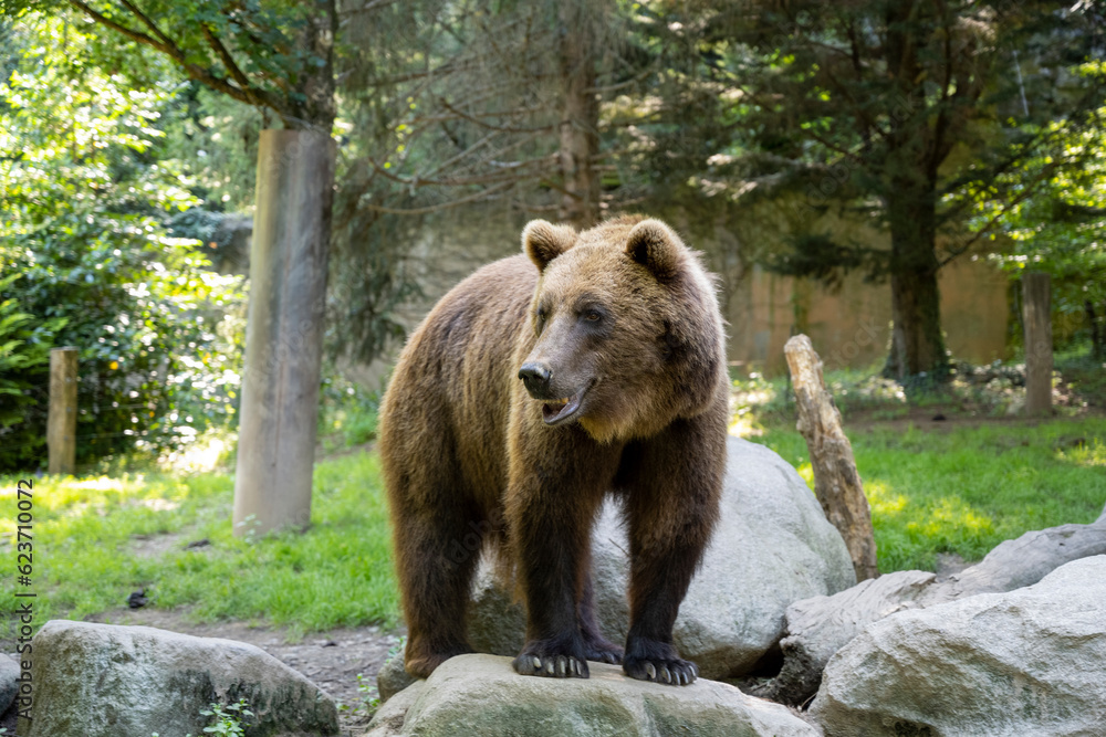 Ours des Pyrénées