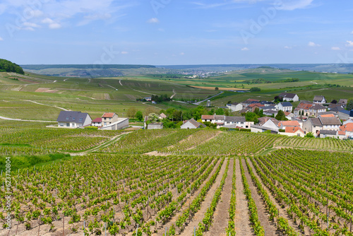 View on green grand cru champagne vineyards near villages Cramant Côte des Blancs area, Champange, France
