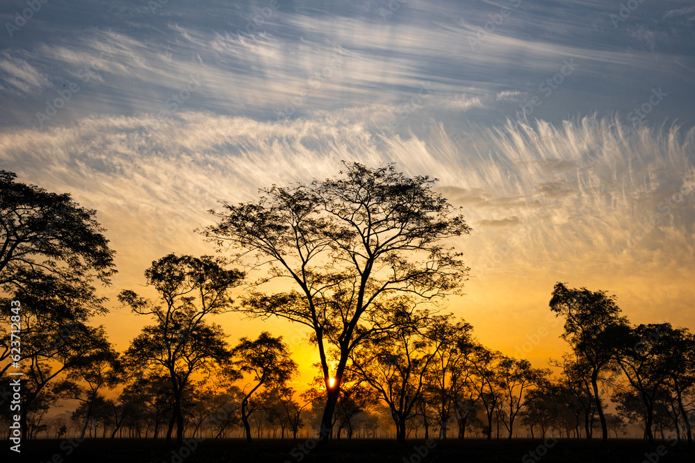 Sun rises over the tea gardens in Mariani near Jorhat, Assam, India. 