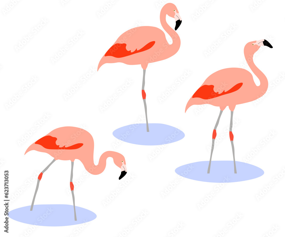 Obraz premium Set of Chilean flamingo bird. Phoenicopterus chilensis isolated on white background. Pink bird standing and walking in the water. Vector illustration.