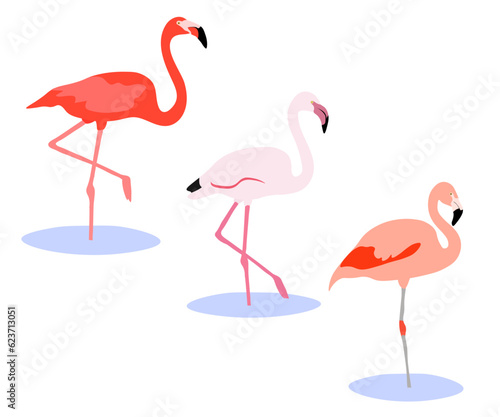 Set of Phoenicopterus bird. Greater flamingo (Phoenicopterus roseus),American flamingo (Phoenicopterus ruber), Chilean flamingo (Phoenicopterus chilensis). Isolated on white background. Vector