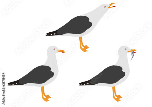 Set of yellow-legged gull bird. Larus michahellis isolated on white background. Seabird is standing and eating fish. Vector illustration.