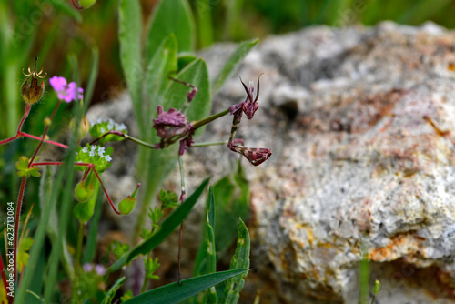 Conehead mantis // Haubenfangschrecke (Empusa fasciata) - Greece photo