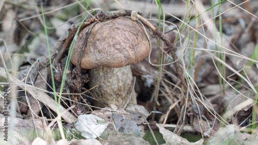boletus edulis mushroom boletus edulis mushroom