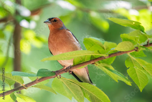 Common chaffinch, Fringilla coelebs, sits on a branch in spring on green background. Common chaffinch in wildlife.