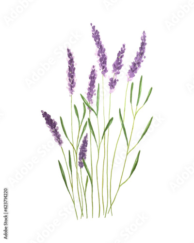 Fototapeta Naklejka Na Ścianę i Meble -  Lavender bouquet flowers hand-drawn in watercolor, lavender sprigs, isolated, white background.