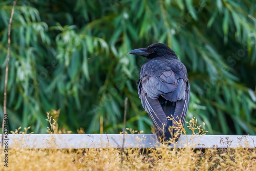 Carrion crow standing on the wall on green foliage background