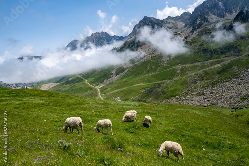 Ovins en pâturage dans les pyrénées