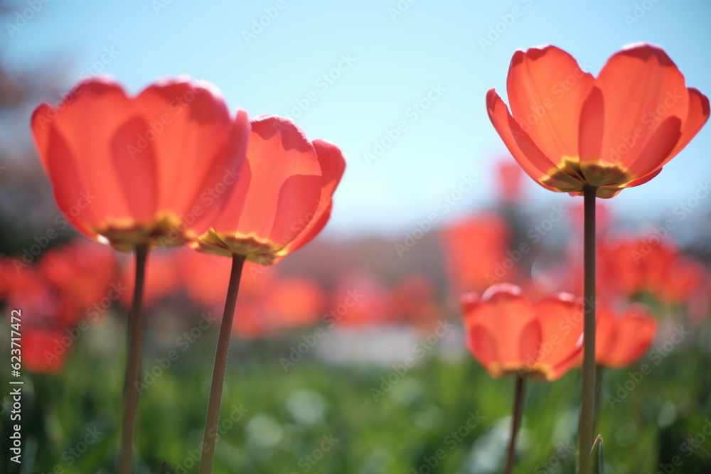 Naklejka premium 春の光とチューリップ