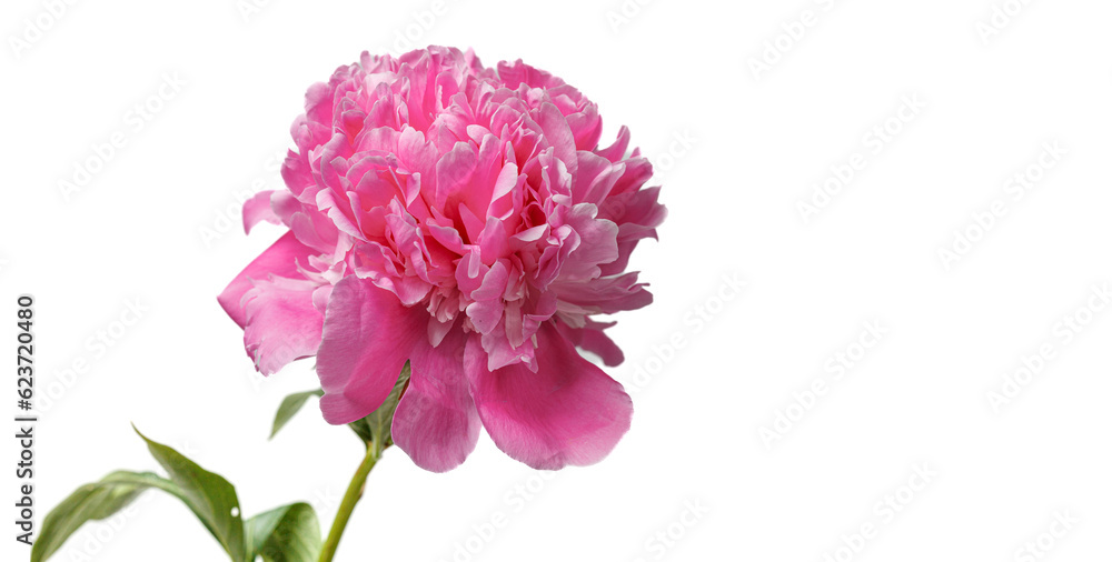 beautiful peonies in a vase on a white background beautiful peonies in a vase on a white background