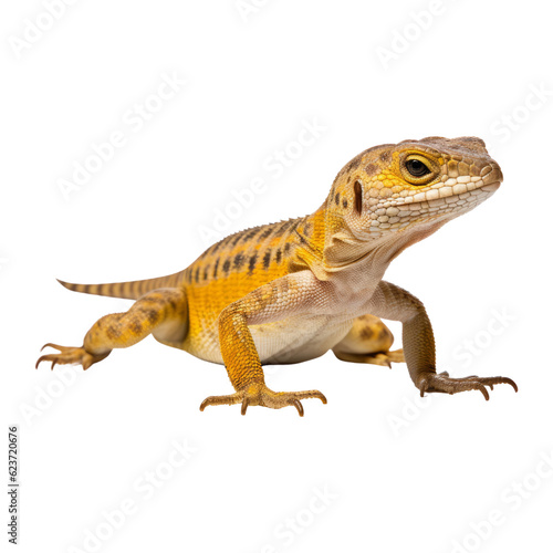 lizard isolated on transparent background cutout