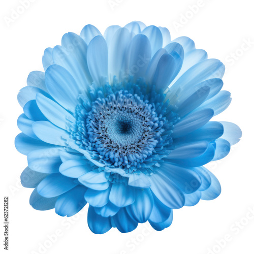 blue daisy flower isolated on transparent background cutout © Papugrat